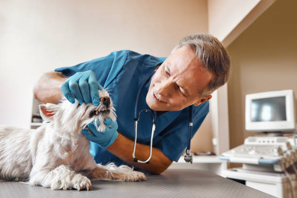 Best Emergency Tooth Extraction in Como, MS
